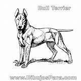 Perro Terrier Anjing Perros Pitbull Keren Animasi Dibujospara Raza Maravilloso Artistique sketch template
