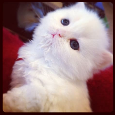 traditional white doll face persian kitten