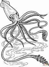 Squid Giant Coloring Pages Deep Printable Colossal Drawing Ocean Supercoloring 5e Calmar Template Para Colorear Sea кальмар Print Dessin Kraken sketch template