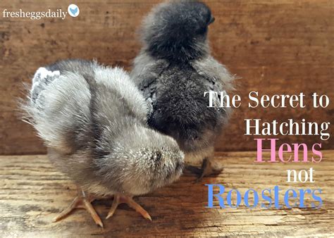 the secret to hatching hens not roosters fresh eggs daily®