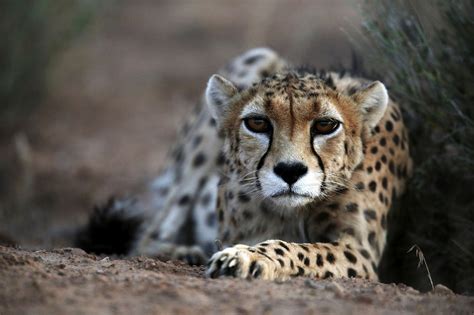 gulf arabs demand  cheetahs  pets fuels  extinction  times  israel