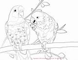 Coloring Conure Sun Pages Macaw Poicephalus Scarlet Budgie Drawing Parrot Parakeet Color Hyacinth Getdrawings Template Print Popular sketch template