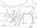Elk Wapiti Cervo Coloriages Printmania sketch template