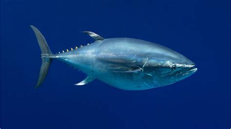 pacific bluefin tuna open waters fishes thunnus orientalis   monterey bay aquarium