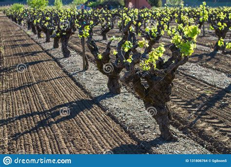 vineyard ready grow stock photo image  wine shadow