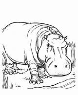 Hippo Coloring Pages Printable Hippopotamus Coloringme Color Getcolorings sketch template