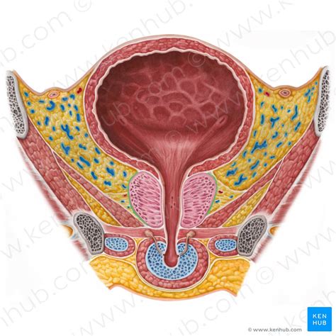 anatomy of the prostate and bladder