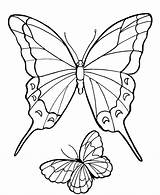 Motyle Kolorowanki Motylami Kolorowania Obrazki Owady sketch template