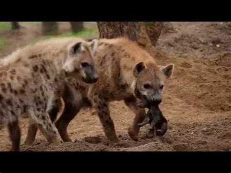 geboorte hyena safaripark beekse bergen youtube