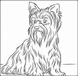 Yorkie Coloring Pages Yorkshire Terrier Printable Color Dog Drawing Book Getcolorings Getdrawings Colorings sketch template