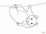 Hamster Coloring Pages Cute Hanging Realistic Rope Hamsters Dwarf Drawing Printable Color Getdrawings sketch template