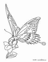 Coloring Metamorphosis Butterfly sketch template