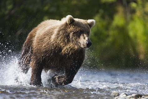 How Fast Can A Bear Run