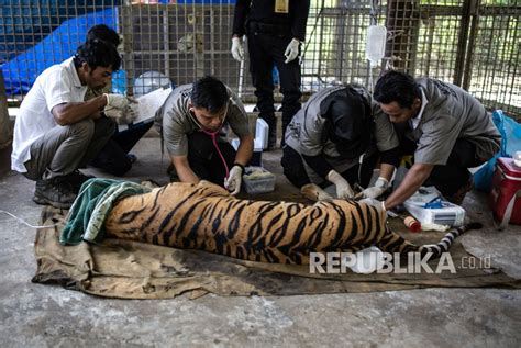 Perburuan Jadi Ancaman Kepunahan Harimau Sumatra Republika Online