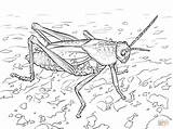 Coloring Grasshopper Pages Lubber Eastern Ant Drawing Grasshoppers Print Popular Search Library Clipart Books Categories Printable sketch template