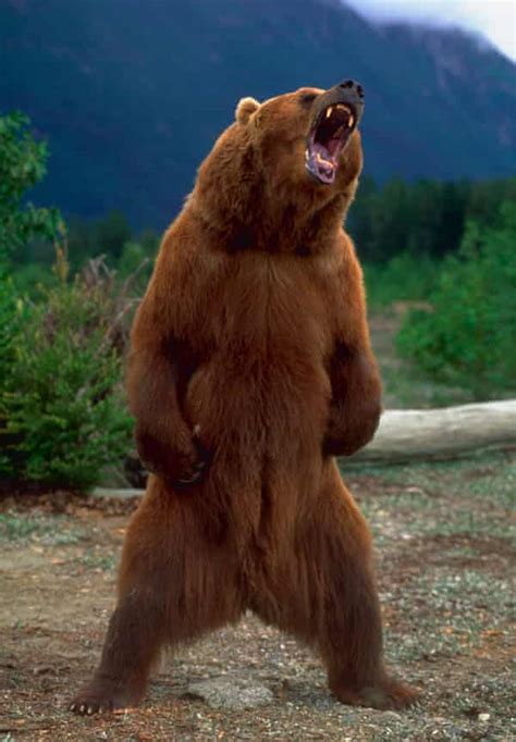survive  bear encounter         wrong