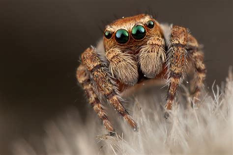 jumping spiders dangerous rove pest control