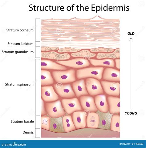 epidermis   skin stock vector illustration  healthcare