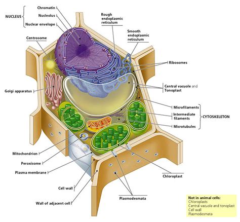 cell structure diagram quizlet