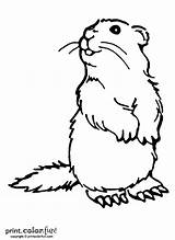 Woodchuck Coloring Pages Groundhog Print Groundhogs Color Printable Printables Chuck Wood Sheets Colouring Ink Low Printcolorfun Crafts Dog Could Kids sketch template
