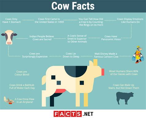 Top 15 Facts About Cows Biology Habitat Lifespan And More