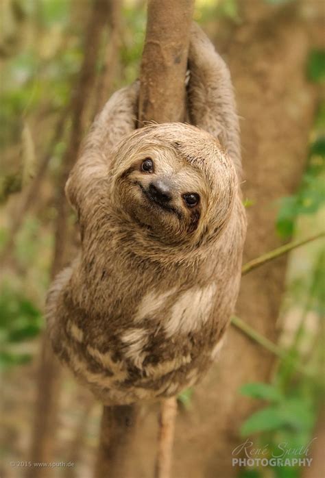 50 best sloths funny meowlogy