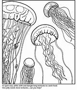 Coloring Pages Aquarium Gif Monterey Bay Cl Fish Color Jellies Sheets Choose Board 1023 1200 Library Visit Printable Jelly Matisse sketch template