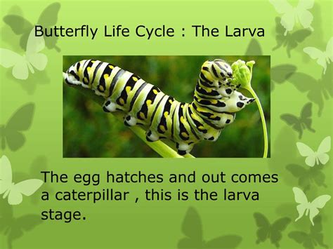 life cycle   butterfly  metamorphosis powerpoint