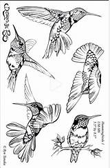Drawing Hummingbird Bird Birds Drawings Wood Burning Coloring Pages Tattoo Choose Board Pyrography Sketch sketch template