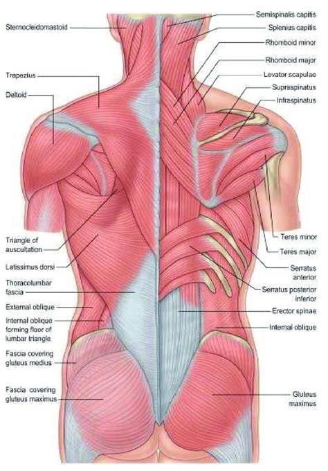 origin  insertion   muscles  scientific diagram
