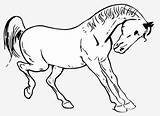Horse Kicking Clipart sketch template