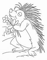 Porcupine Coloring Pages Printable Flower Loving Clipart Kids Library Popular sketch template