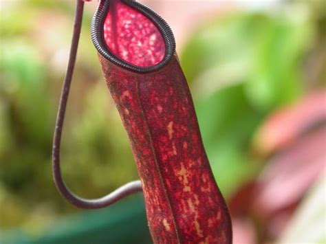 Pitcher Plant Inspired Liquid Repellent Science News Naked Scientists