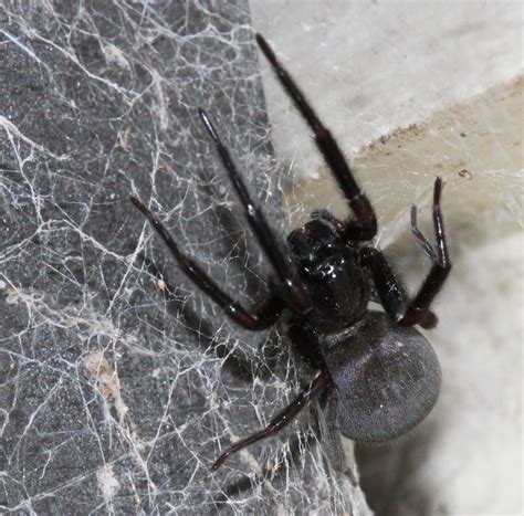 spiderblogger   love  black house spiders
