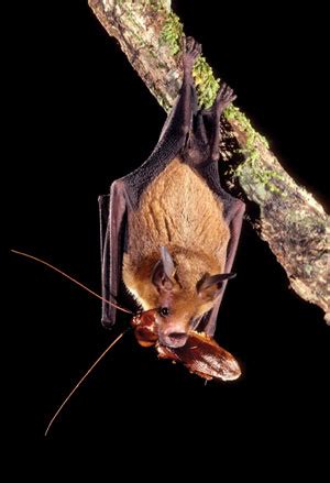 benefit  bats   landscaping beautiful blooms llc blog