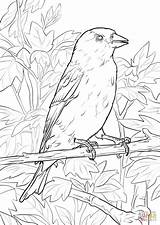 Coloring Goldfinch Pages Eastern Hampshire Finch Drawings Getcolorings Color Kids American 1020 1440px 59kb Fresh Purple sketch template