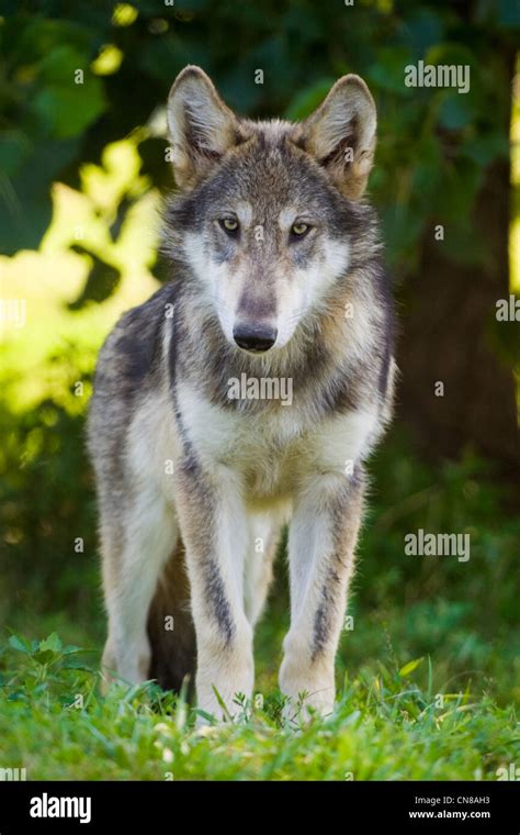 wolf  res stock photography  images alamy