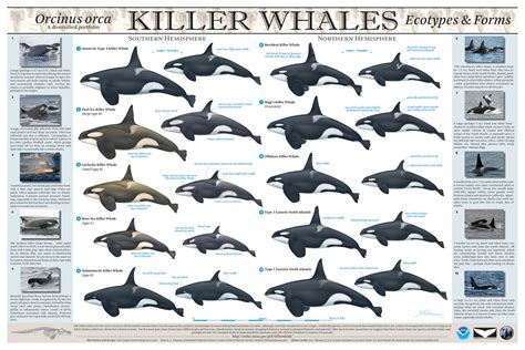 types  killer whales eagle