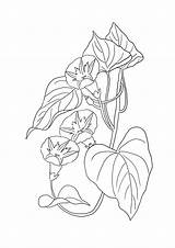 Coloring Pages Flower Bindweed Clipartqueen sketch template