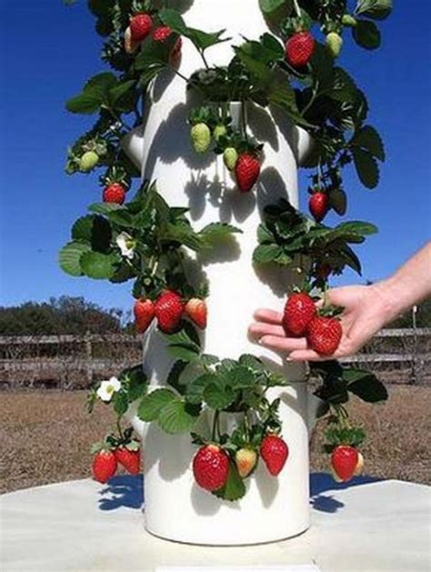build  strawberry tower  garden vertical
