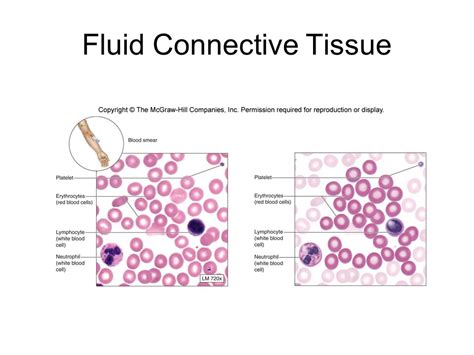 fluid  liquid connective tissue blood  lymph