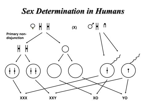 Ppt Sex Determination Powerpoint Presentation Free Download Id 6389287