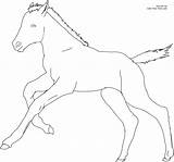 Coloring Foal Pages Horse Printable Cantering Colouring Horses Color Click Size Foals Own sketch template