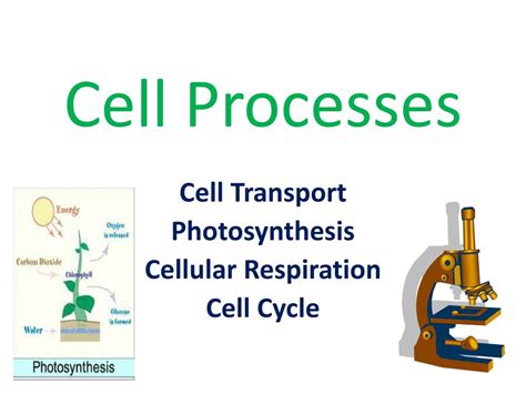 cell processes powerpoint    id