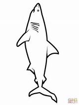 Coloring Pages Great Shark Printable Outline Realistic Drawing Color Hungry Jumping Dolphin Fin Kids Thresher Online Megalodon Fish Getdrawings Supercoloring sketch template