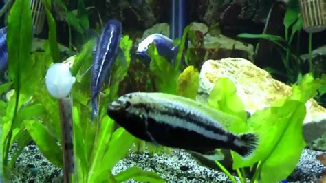 All Male African Cichlid Mixed Aquarium Youtube