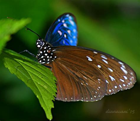 kupu kupu  warna papillon