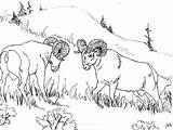 Sheep Horn Bighorn sketch template