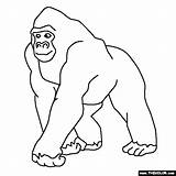 Gorilla Coloring Pages Jungle Animals Thecolor Baby Clipart Outline Rainforest Printable Crafts Animal Sheet Kids Search Drawing Emperor Tamarin Choose sketch template