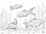 Coloring Pages Goldfishes Drawing Crucian sketch template